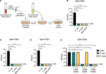 Corynebacterium Species Inhibit Streptococcus pneumoniae Colonization and Infection of the Mouse Airway